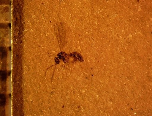 undet. Hymenoptera