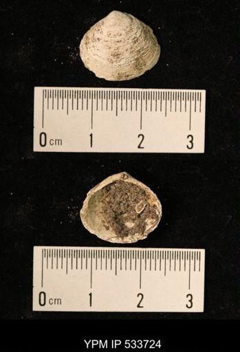 Macoma sp.