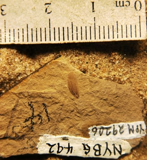 Cercidiphyllum arcticum
