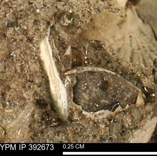 Protocardia subquadrata