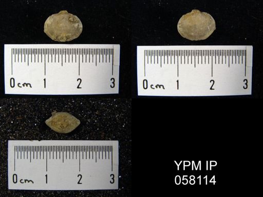 Nucleospira ventricosa