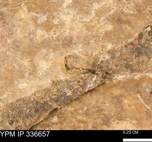 undet. Mollusca
