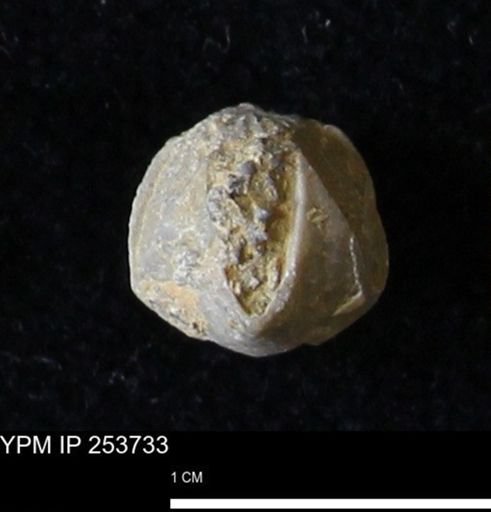 Pentremites sp.