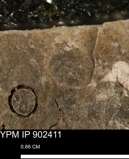 undet. Mollusca