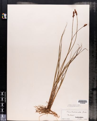 Carex diandra