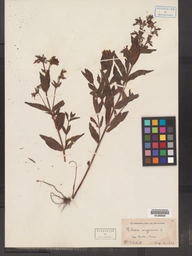 Rhexia virginica
