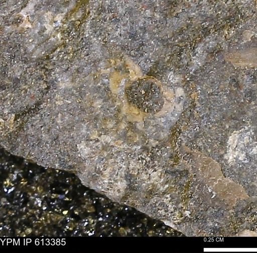 Scaphites sp.