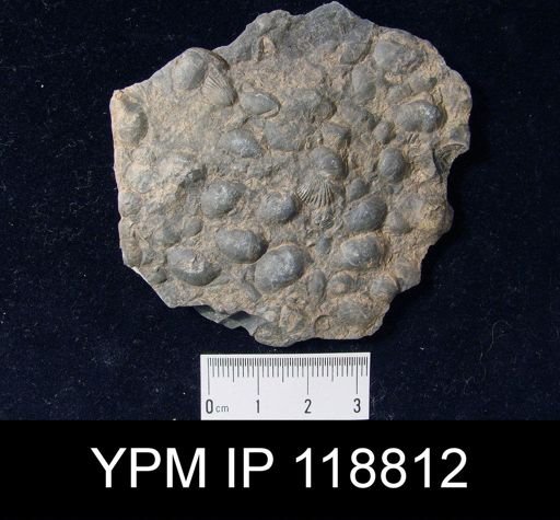 Chonetes tenuistriatus