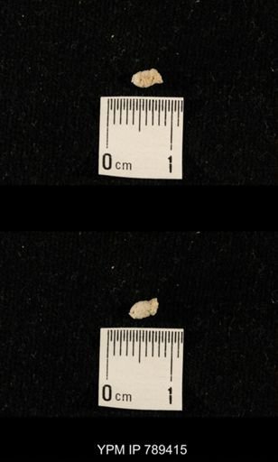 undet. Bryozoa