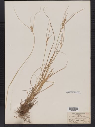Carex