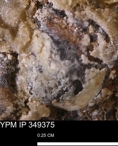 Limopsis striatopunctatus