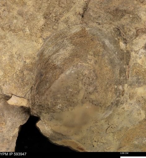 undet. Bivalvia