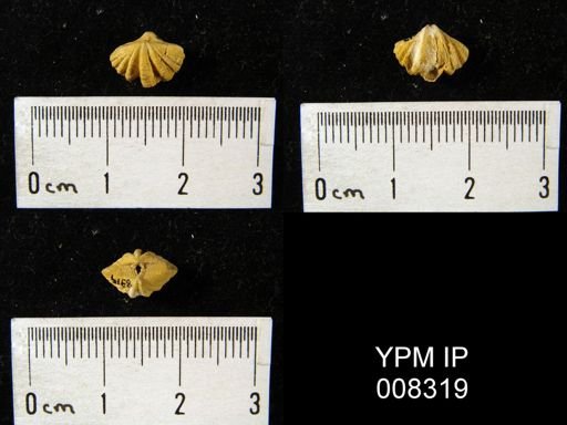 Spiriferina cristata
