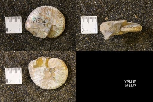Discoscaphites conradi