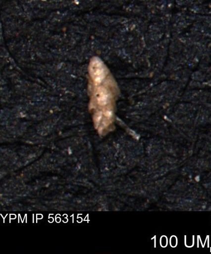 Verneuilina canadensis