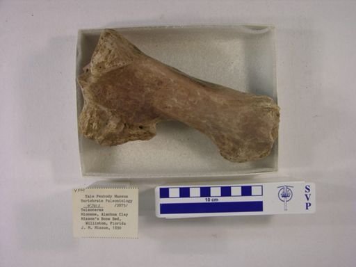 Teleoceras fossiger