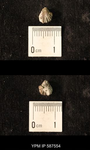 Camarotoechia whitei