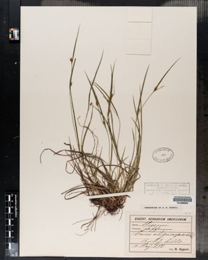 Carex oligocarpa