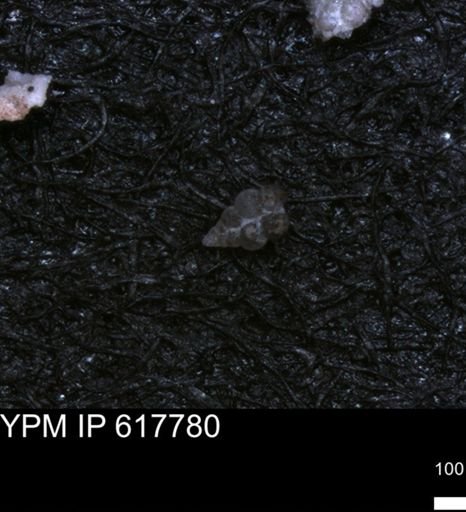 undet. Heterohelicidae