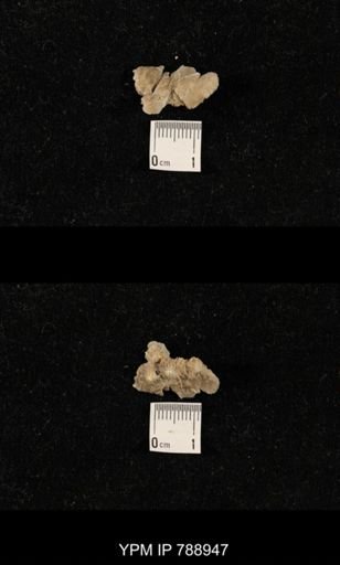 undet. Brachiopoda