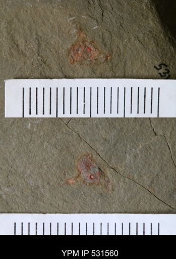 undet. Porifera