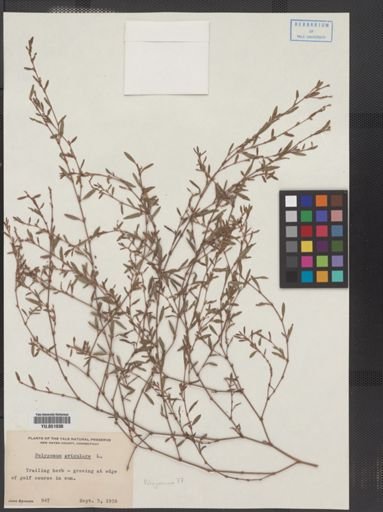 Polygonum aviculare