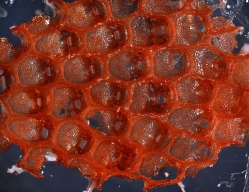 Steginoporella