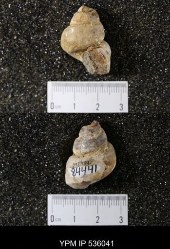 Tulotoma thompsoni