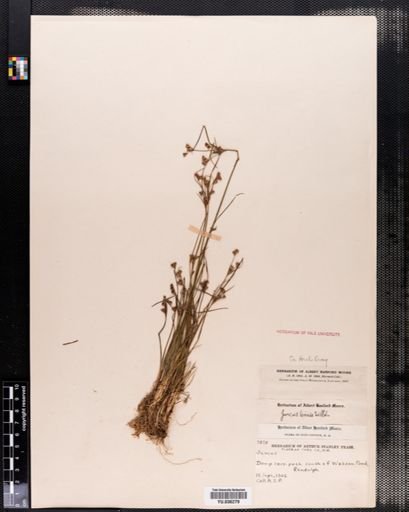 Juncus tenuis