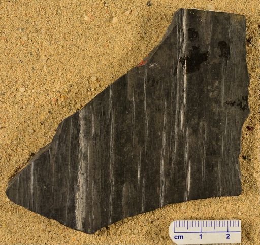Sigillaria sp.