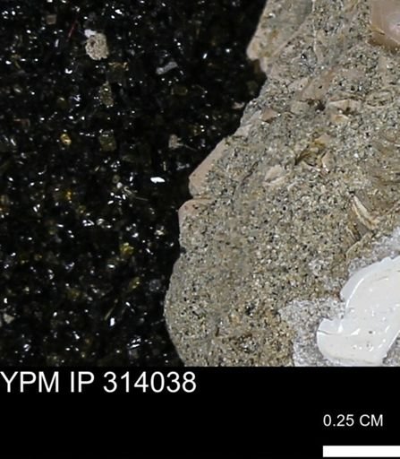 undet. Scaphopoda