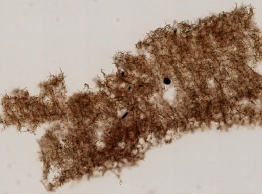 Haliclona sp.