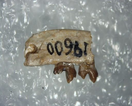 Bessoecetor cf. pilodontus