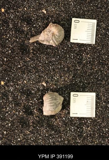 Scaphitidae