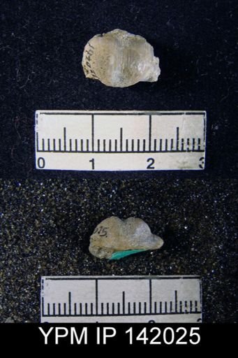 Marginifera sp.