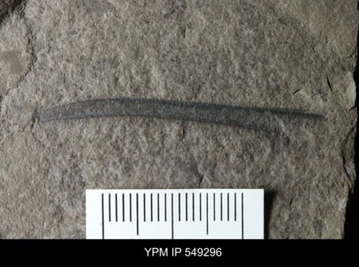 undet. Eurypterida