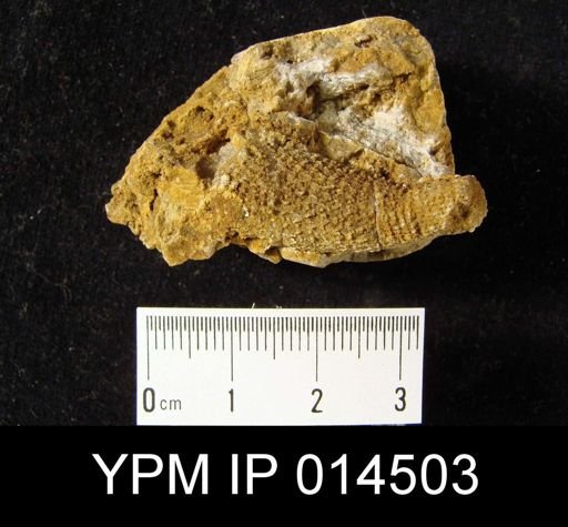 Calathium sp.