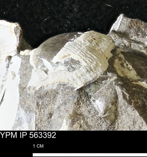 Parallelodon (Cosmetodon)?
