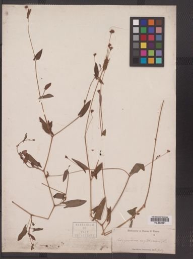 Polygonum sagittatum