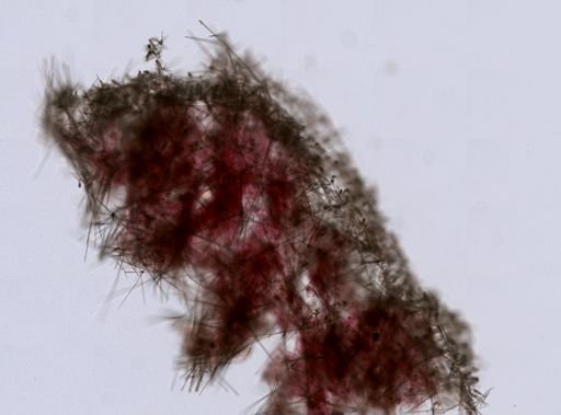 Hexactinellida