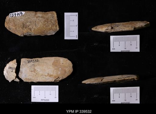 Legumen planulatum