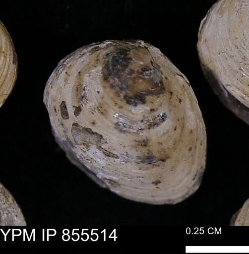 Limopsis striatopunctatus