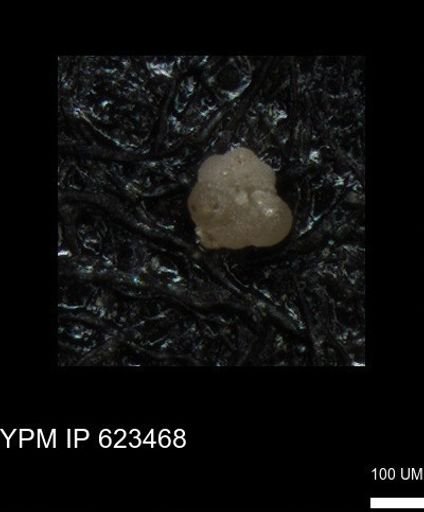 undet. Foraminiferida