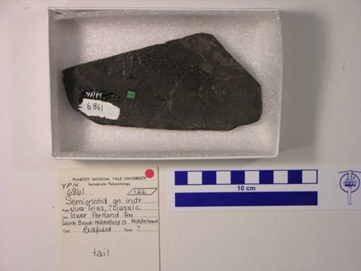 Semionotidae