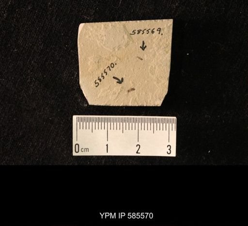 undet. Diptera