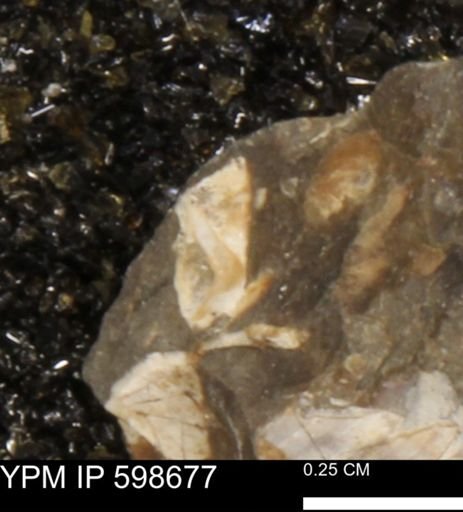 undet. Mollusca