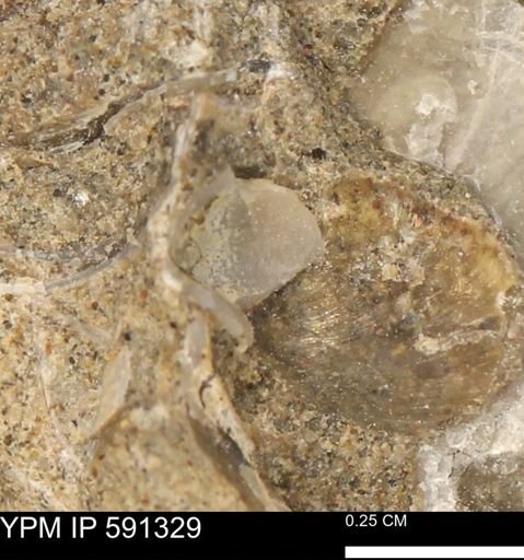 undet. Bivalvia