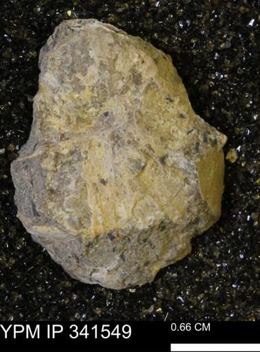 Scaphites sp.