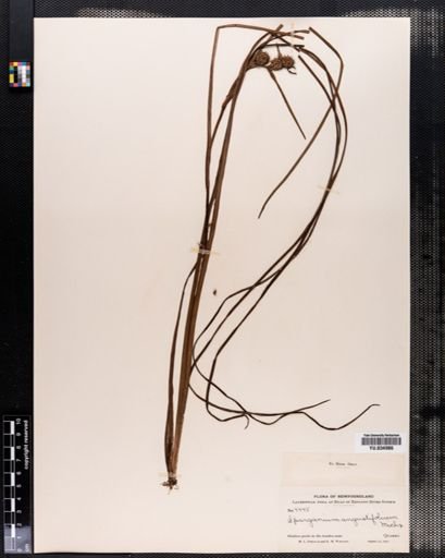 Sparganium angustifolium