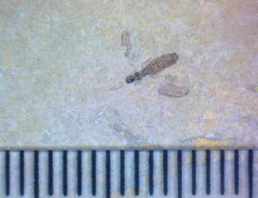 undet. Hexapoda